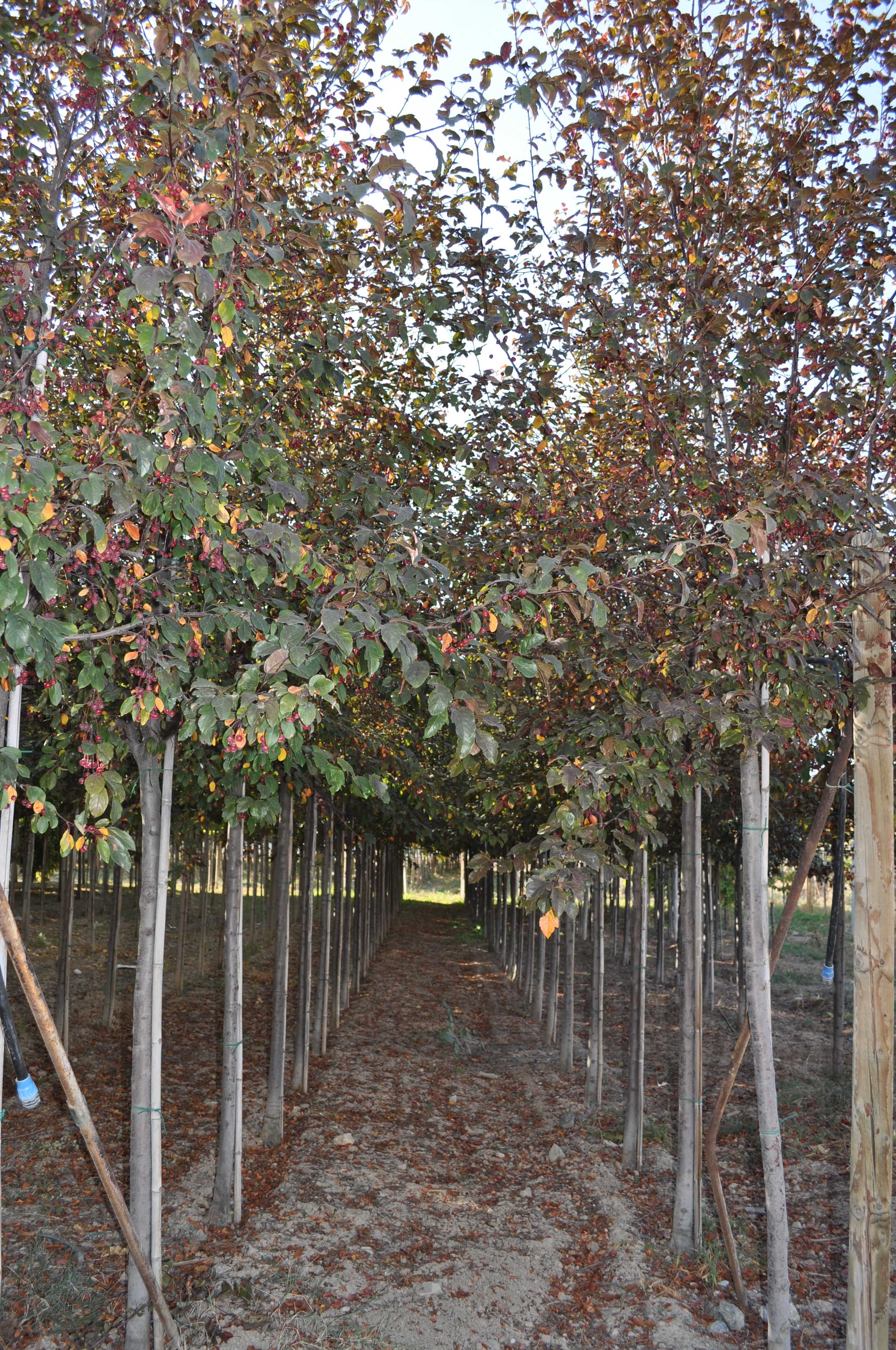 MALUS TORINGO SCARLETT