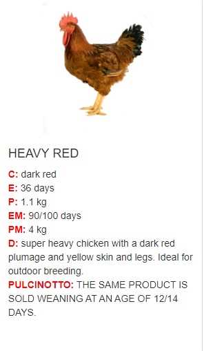 الدجاج الأحمر الثقيل الديك