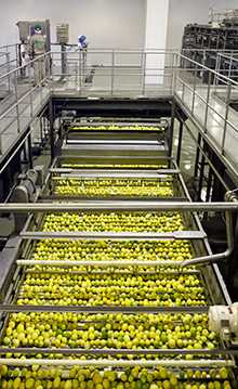 lemon  Processing Facility