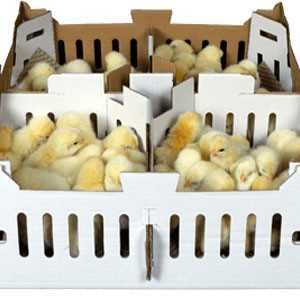 Cash fund for poultry farming, Chicks