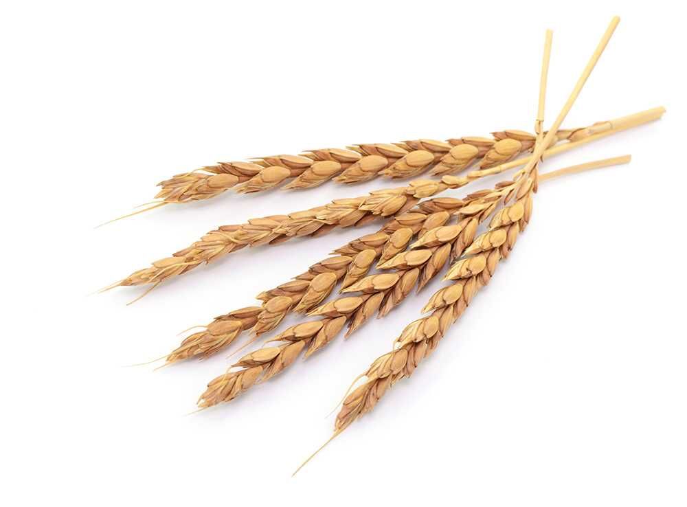 الحبوب الطبيعية / الحنطة