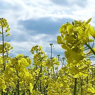 Early rape seed PT303