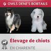 ELEVAGE DE BOBTAILS ET COLLEY OWLS DENES