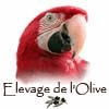 ELEVAGE DE PERROQUETS DE LOLIVE