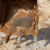 ENTRAPAULUS CONSTRUCTIONS