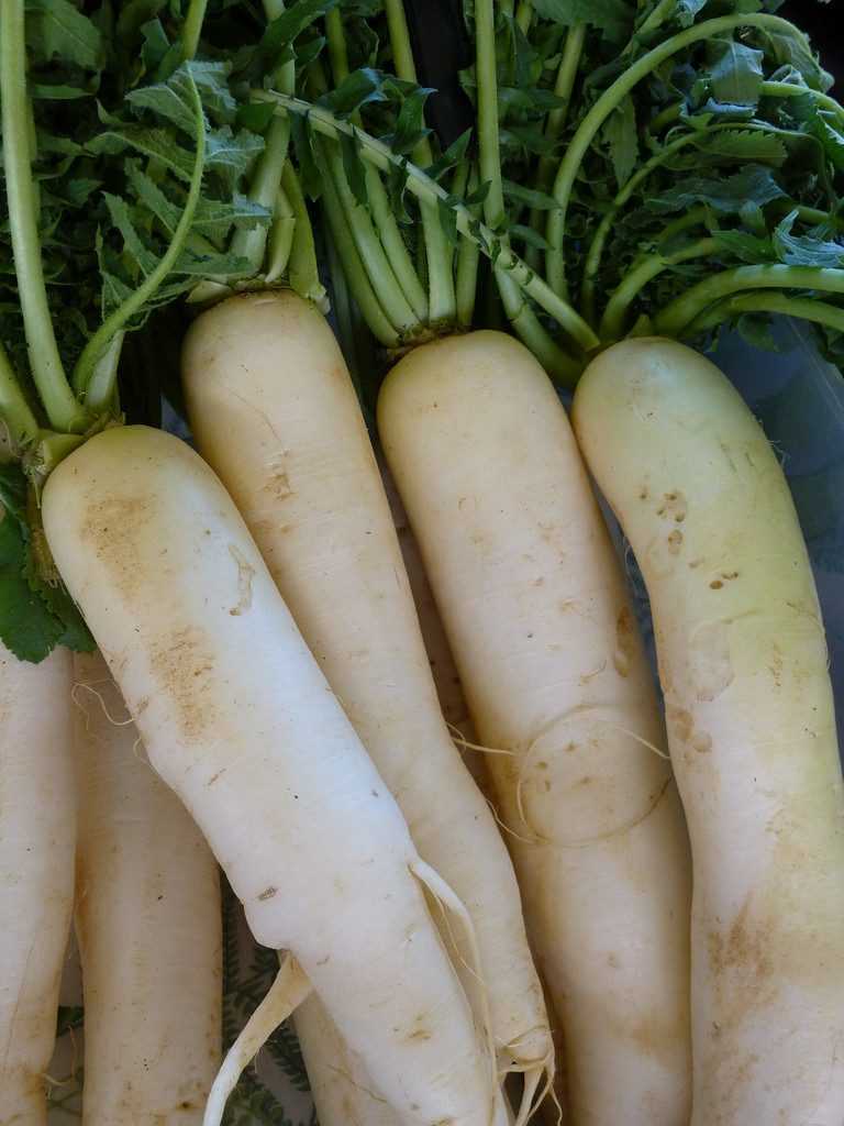 DAIKON RADISH