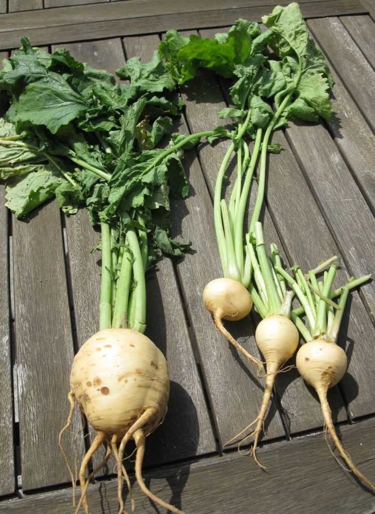 WHITE ROUND TURNIP (MAIRΫBCHEN)