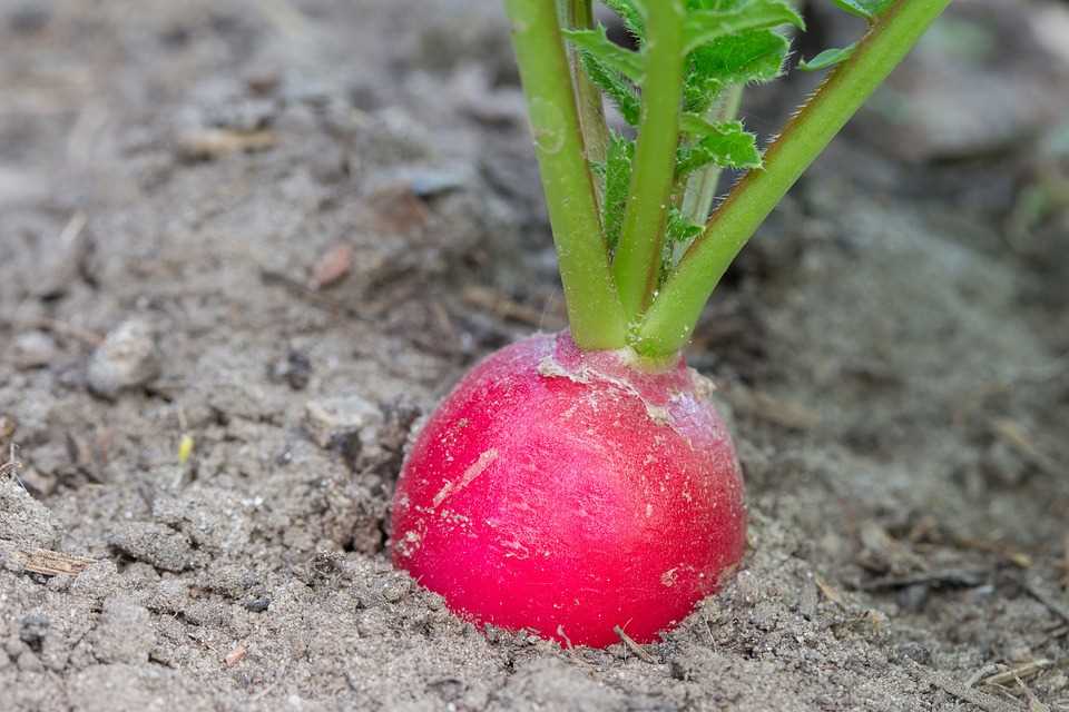 RUBIN RADISH