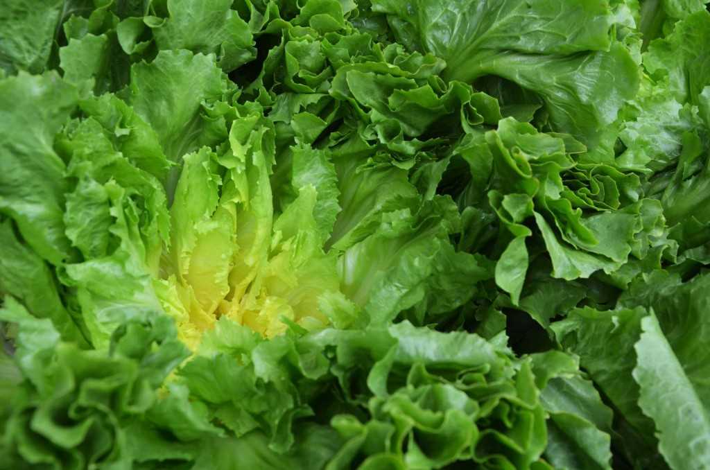 ENDIVE forcina 