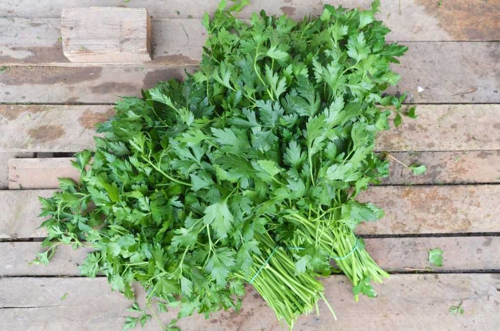 PARSLEY forcina