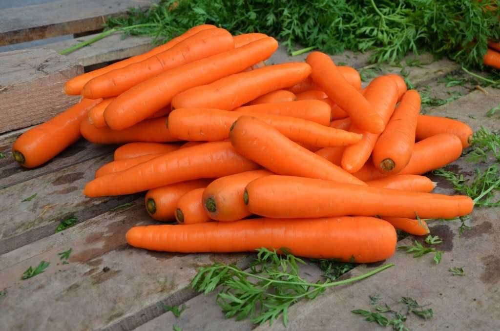 Морковь -форцина