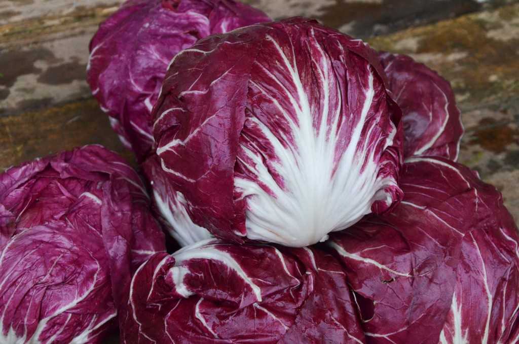 RADICCHIO Saç Tokası