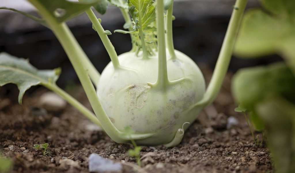 GERMAN TURNIP (KOHLRABI)