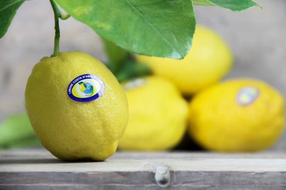 AMALFI LEMONS