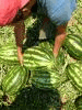 FRUIT & VEG F.E. - SAMOUILIDIS JOSEF