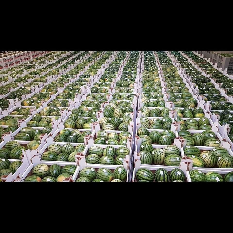 exporting europe watermelon 