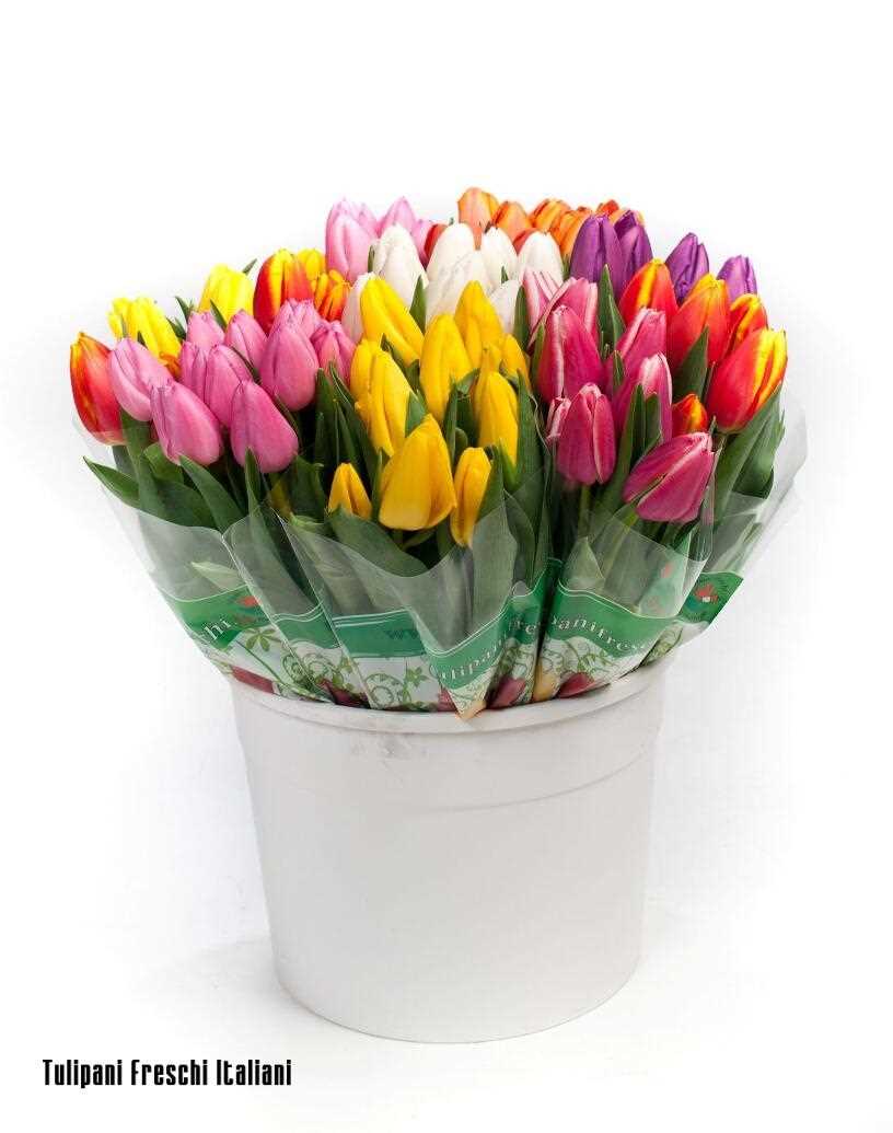TULIP  SALES