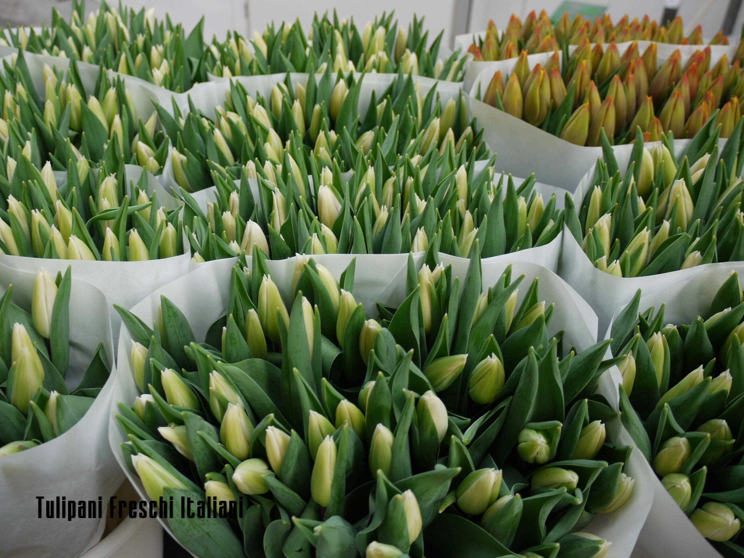 TULIP  EXPORTING