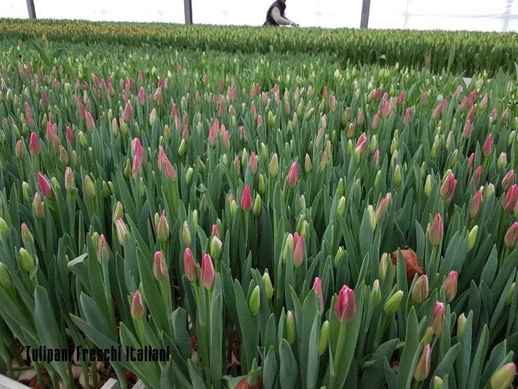 TULIP  BREEDING