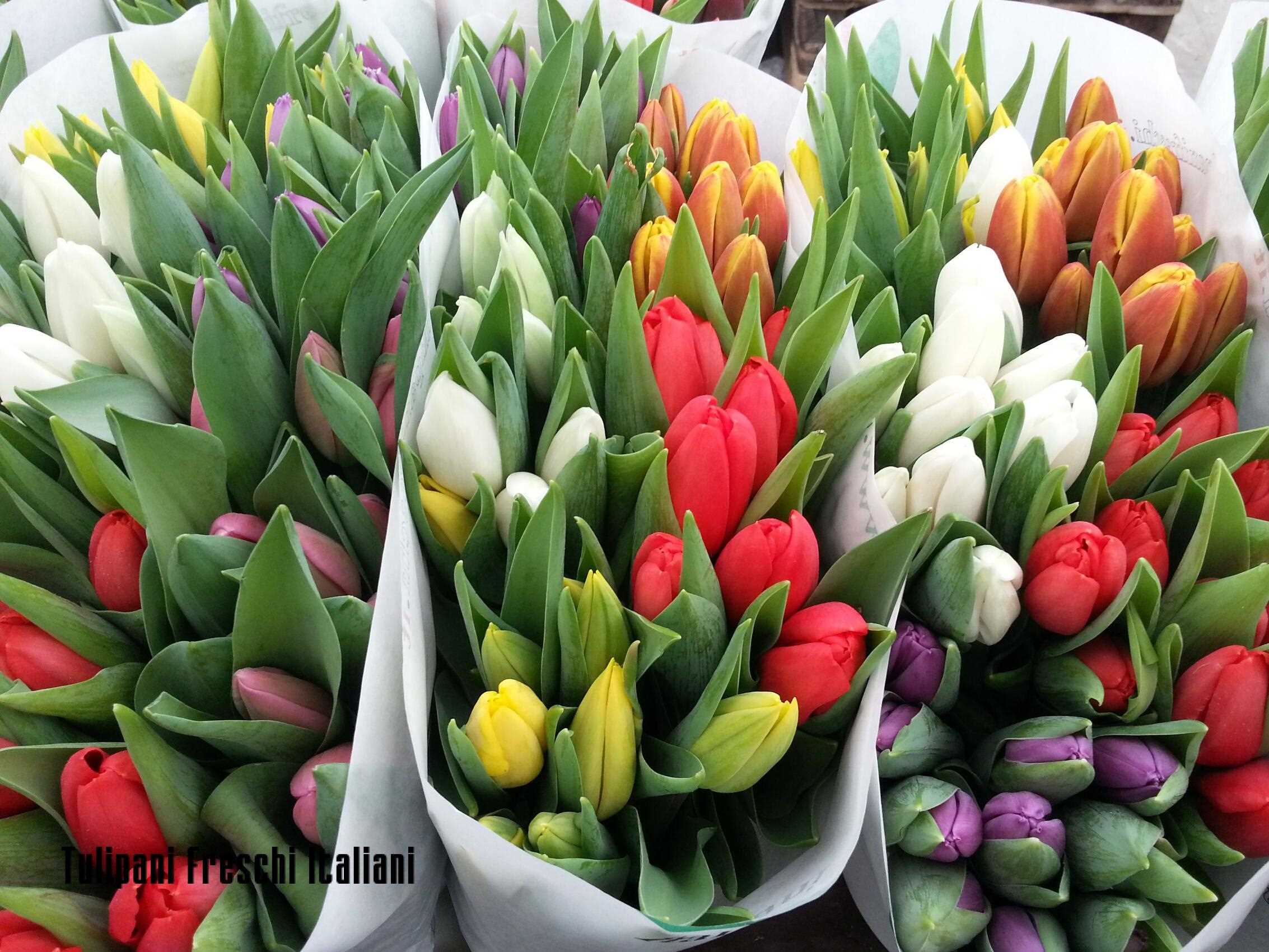 TULIP  SALES