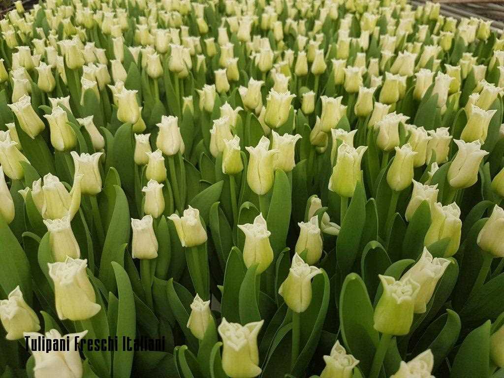 TULIP  BREEDING