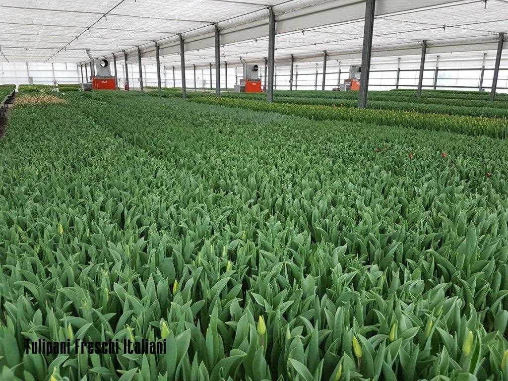 TULIP  BREEDING