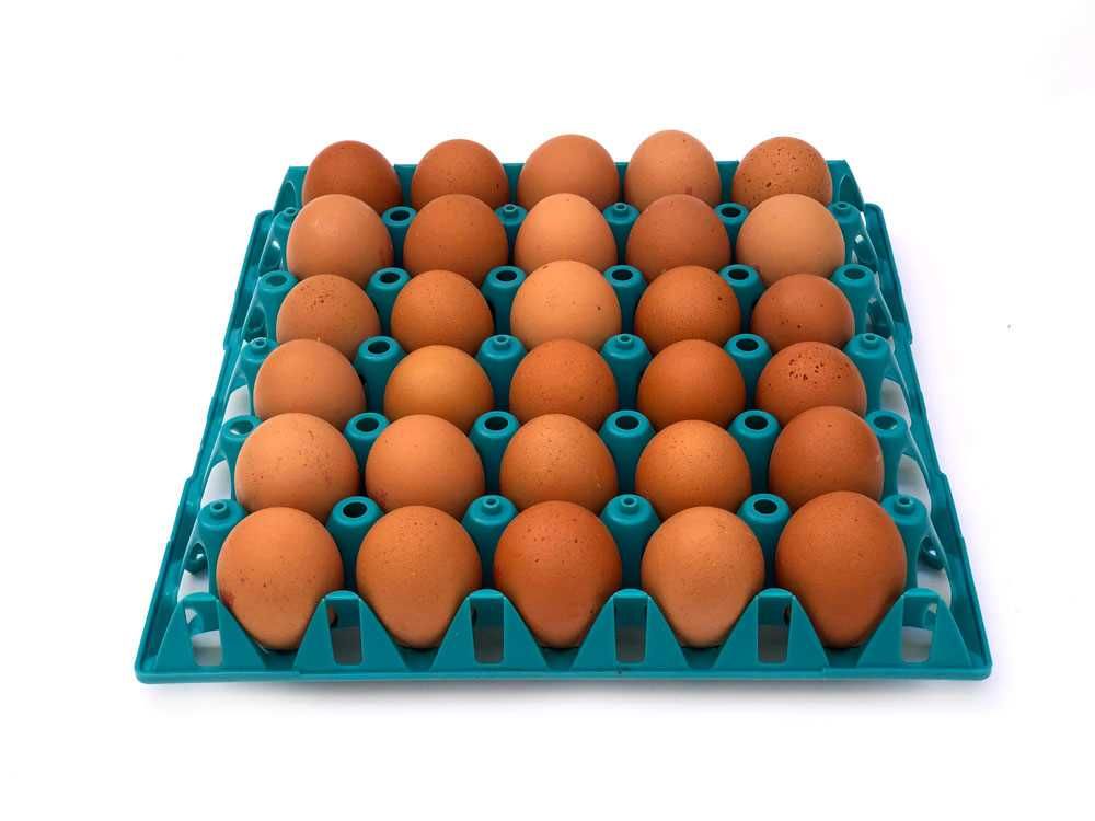Toplu yumurta