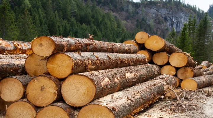 depositphotos_11249659-stock-photo-timber-logging-in-austrian-alps.png