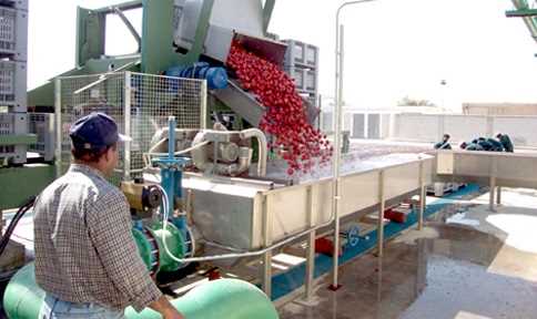 Fruit and vegetable , washing and transportation facility