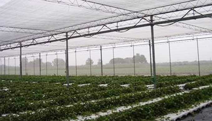 SHADE NET