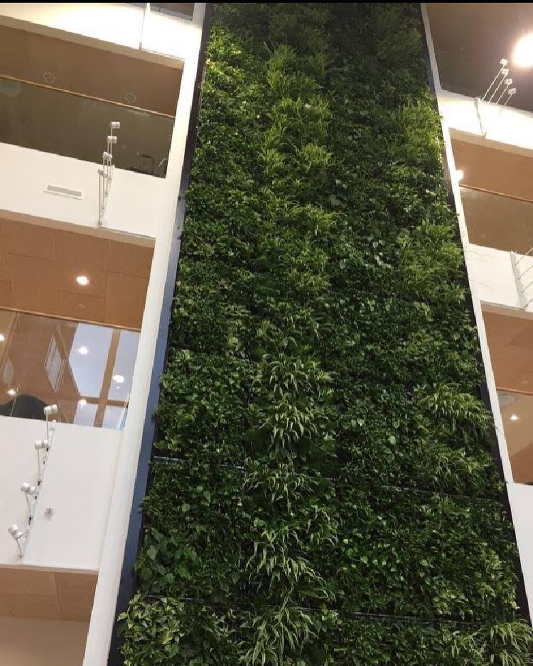 plain walls with real plants planted