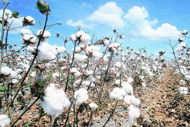Cultivation of cotton