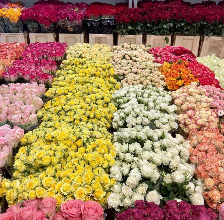 Fleurs coupées et fraîches