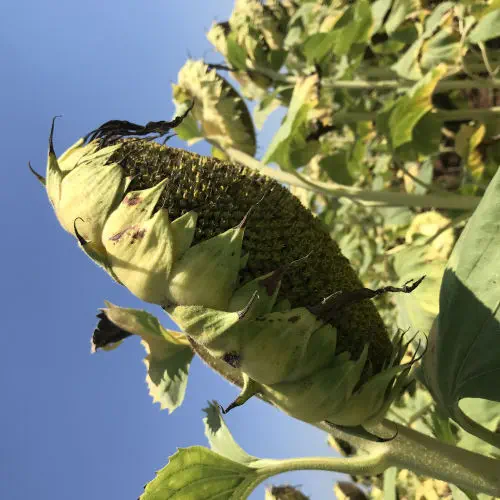 Early sunflower seed MAS 850.B