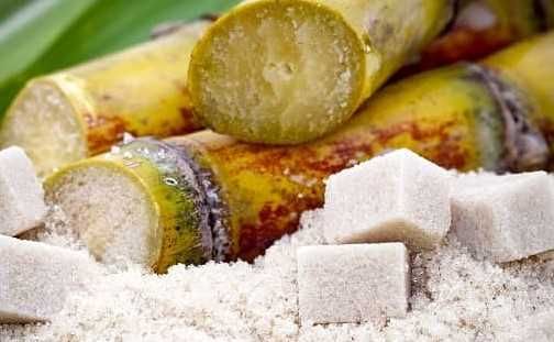 cane sugar trade 