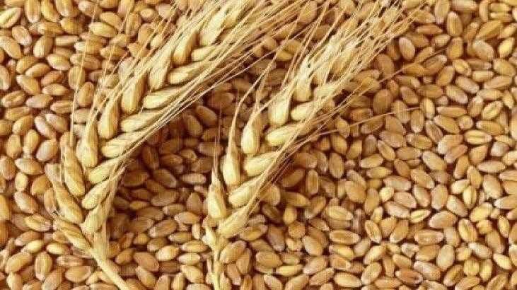 wheat trade 