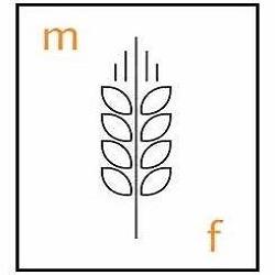 MOLINO FOCHESATO S.R.L.