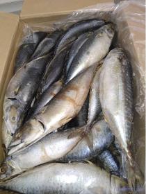 frozen fish