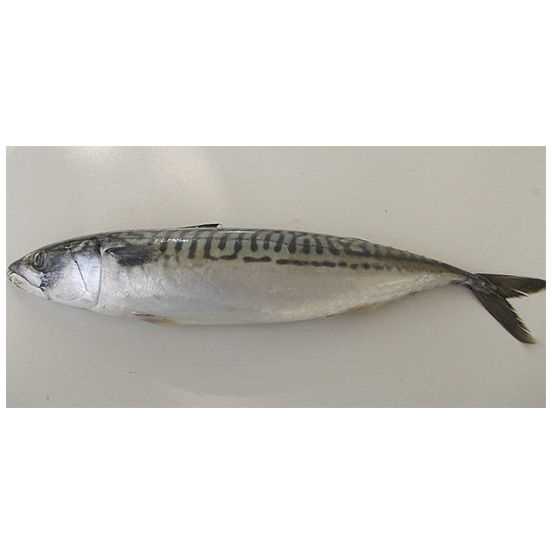 fish