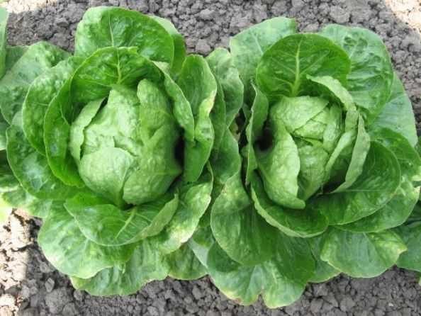 garden lettuce
