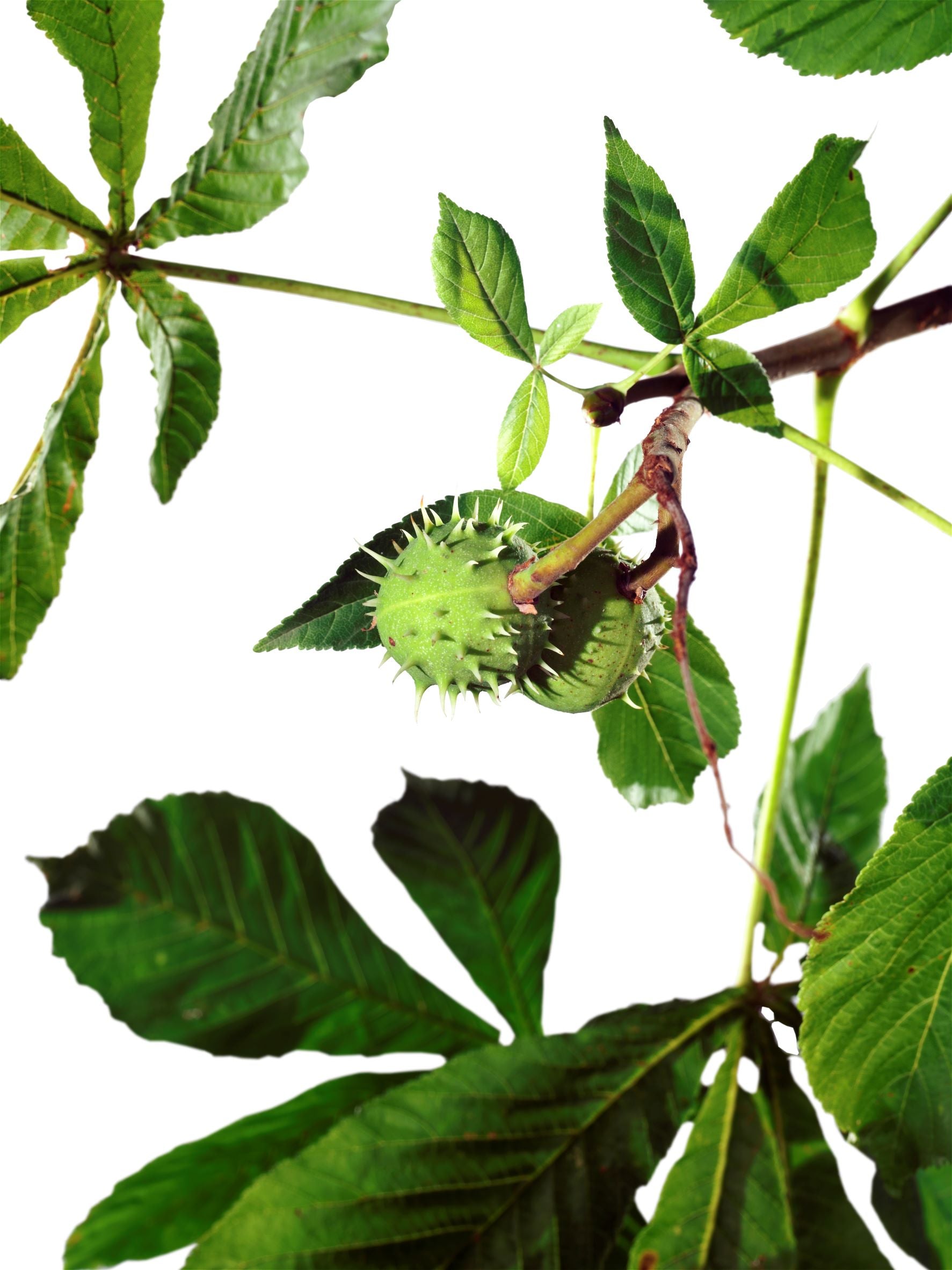 Kestane ozu | Aesculus hippocastanum