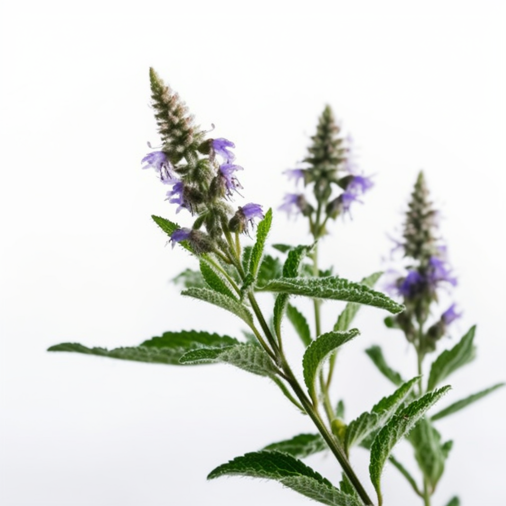 Speedwell ozutu | Veronicae officinalis