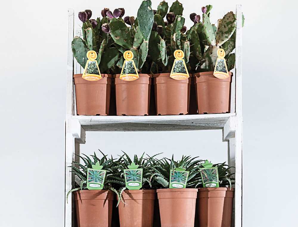 gift cactus species