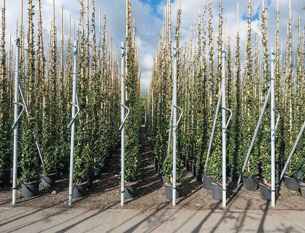 Rhyncospermum Jasminoides
