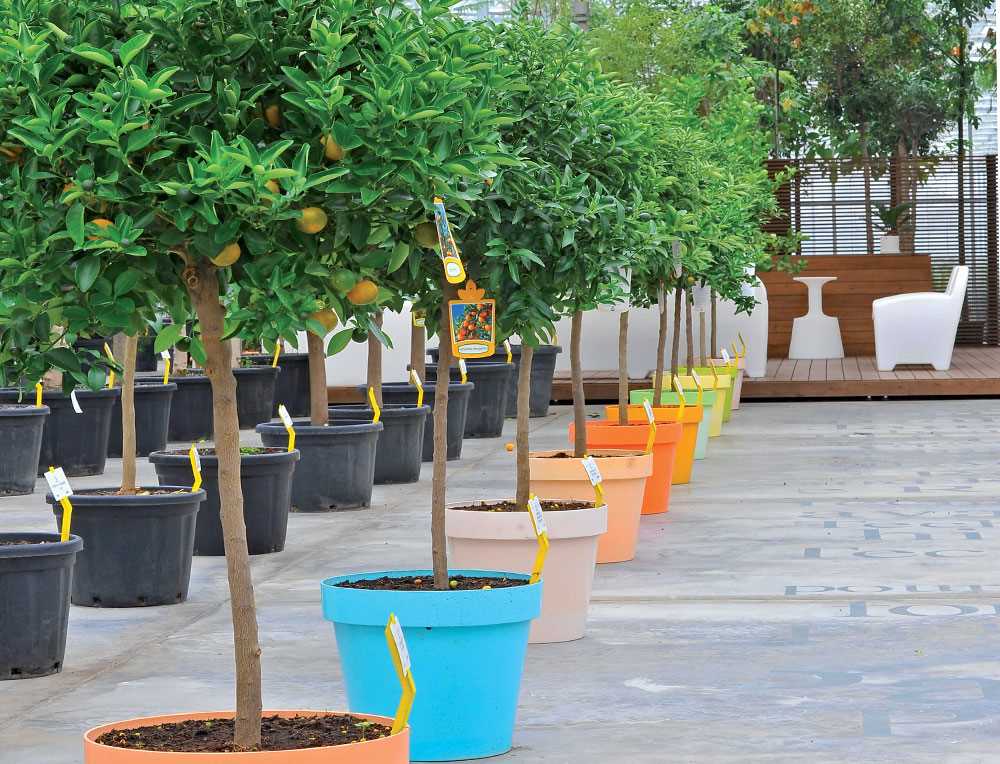 citrus trees