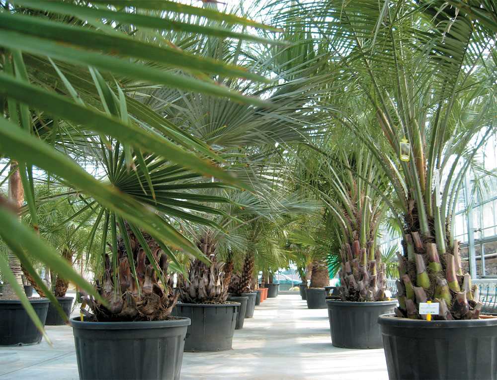 palm species