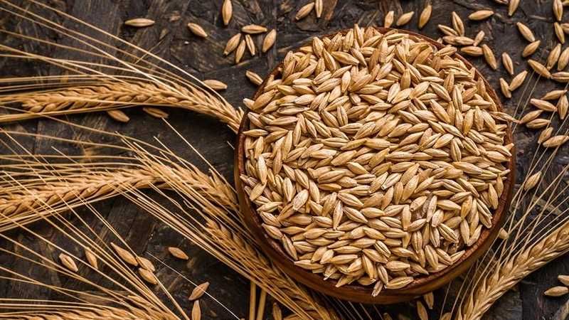 organic barley