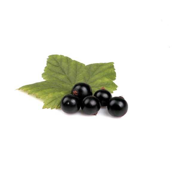 زيت الكشمش الأسود العضوي