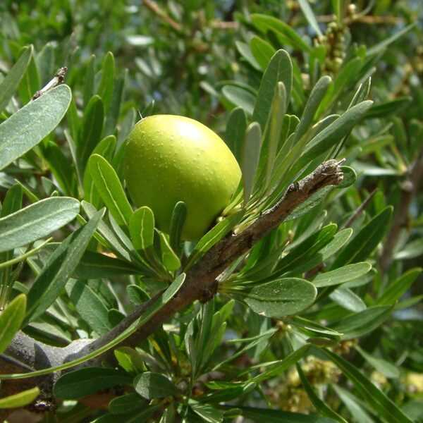 زيت الأرغان العضوي