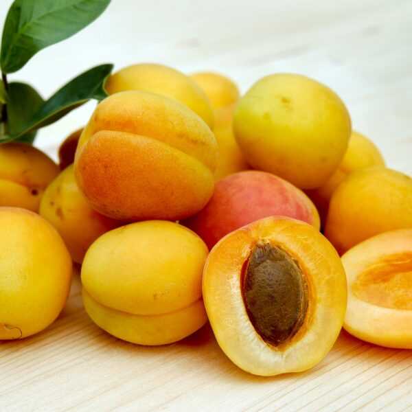 زيت المشمش العضوي